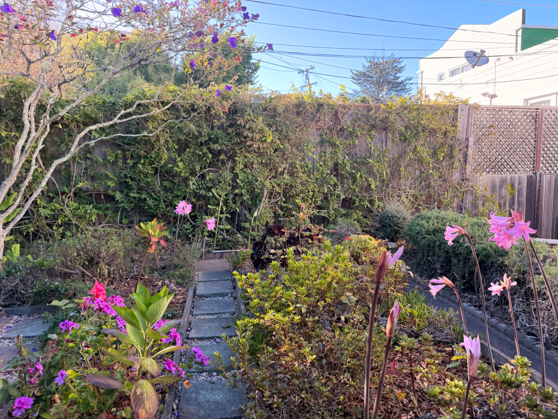 Wide view of the garden with flowering shrubs and a wooden fence