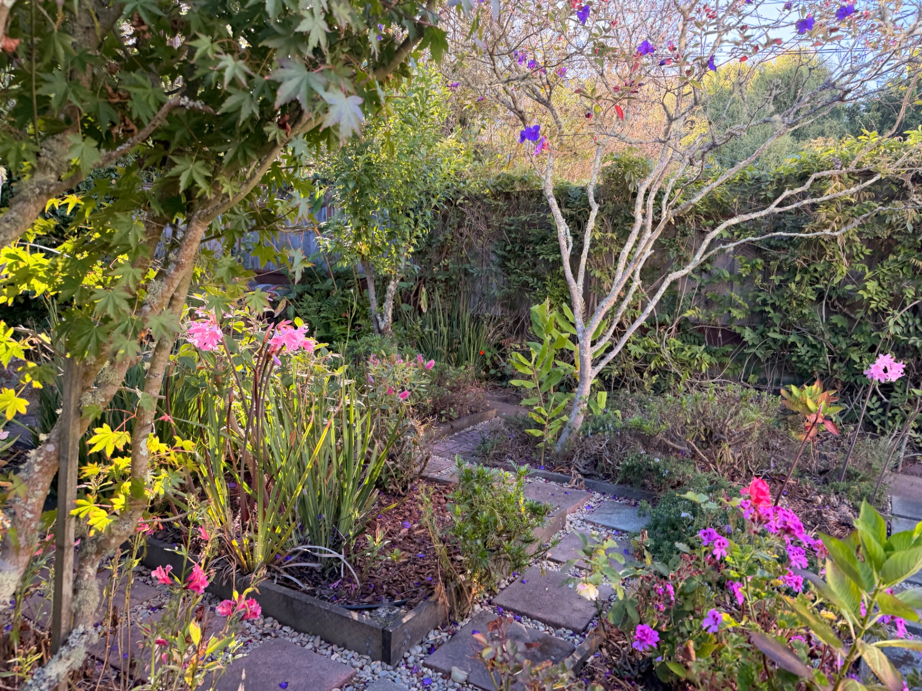 Garden path lined with maple trees and pink lilies