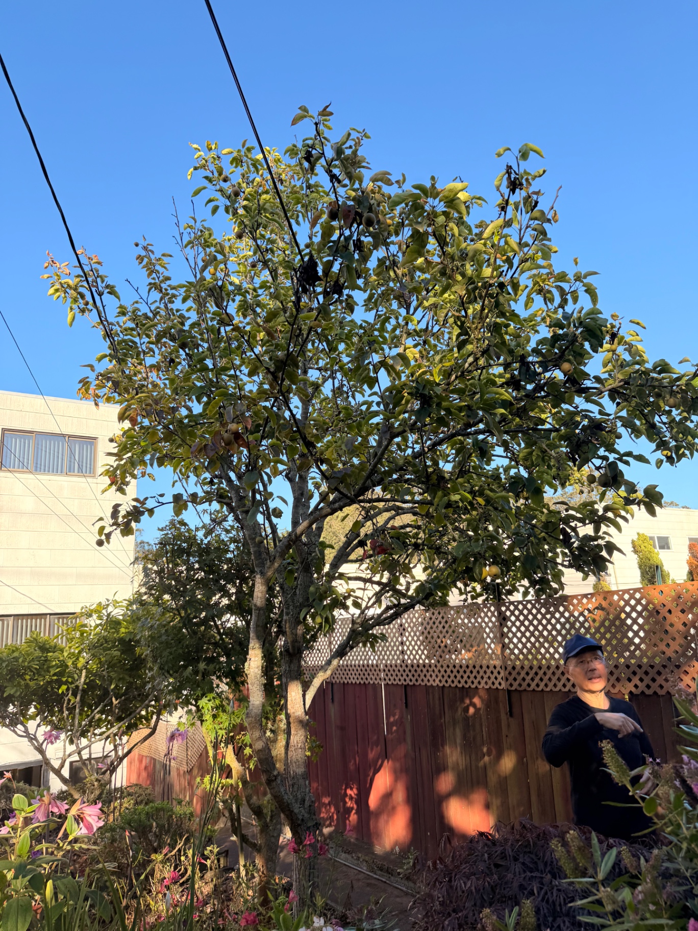 Back garden with a mature fruit tree and flowering plants